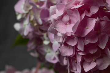 Fototapeta premium hydrangea on the dark background
