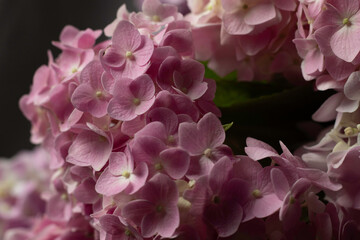 hydrangea on the dark background