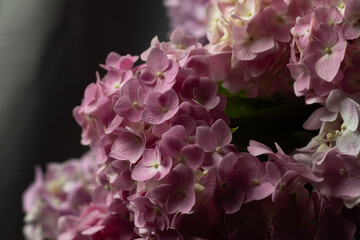 hydrangea on the dark background