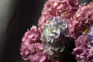hydrangea on the dark background