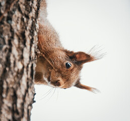 Neugieriges Eichhörnchen am Baumstamm