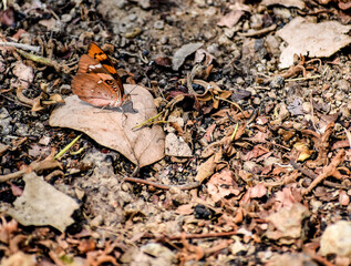 Single butterflie seat on rural forest ground with stone & dry leaf close view looking good. Butterflies are beautiful, flying insects with large scaly wings.
Butterfly on a flower in a field.