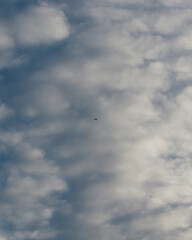bird flying in the sky