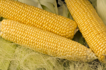 Fresh corn on cob. Close up view of fresh corn cobs