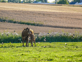 Kühe auf der Weide und ein Schwarm Spatzen