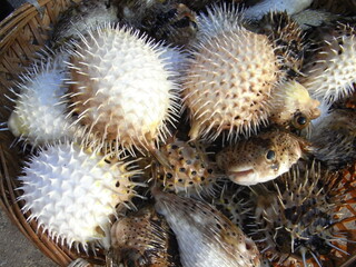 a good catch of puffer fishes are selling in the fish market in Penghu. bright and fresh seafood...