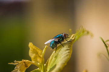 Schillernde Fliege auf Blatt