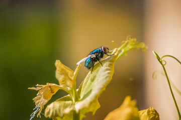 Schillernde Fliege
