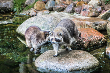 Waschbären am Fluss