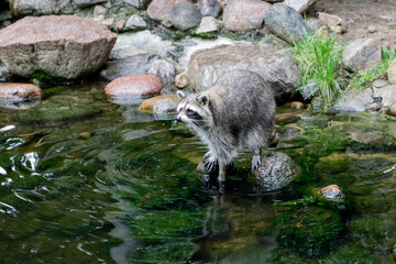 Waschbären am Fluss