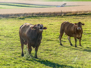 K&uuml;he auf der Weide und ein Schwarm Spatzen