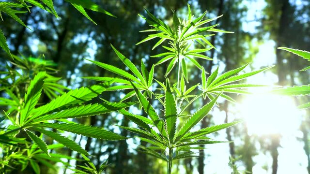 Cannabis Plants in the forest with sun in the background. Marijuana leaves, big plants are growing. Marijuana plant grow in the forest for medical treatment. Slow motion video of marijuana leafs