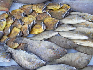 different  kinds of sea animals are selling in the fish market in Penghu. bright and fresh seafood for  sell