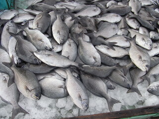 different  kinds of sea animals are selling in the fish market in Penghu. bright and fresh seafood for  sell