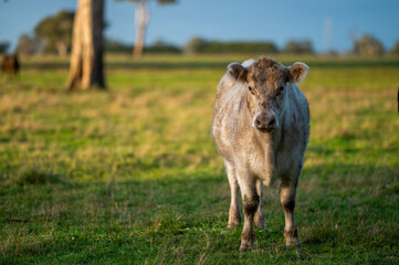 Cattle grazing on pasture