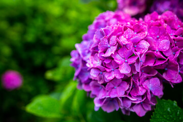 hydrangea flowers with raindrops in rainy season