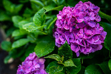 hydrangea flowers with raindrops in rainy season