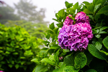 hydrangea flowers with raindrops in rainy season
