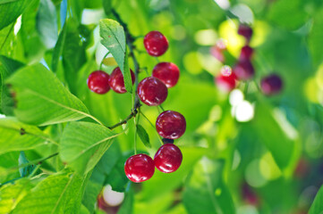 Red cherry on green tree. 