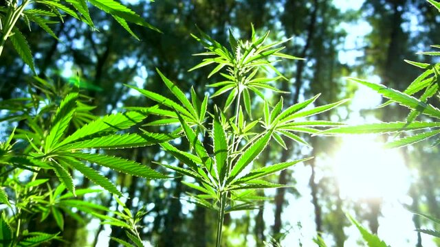 Cannabis Plants in the forest with sun in the background. Marijuana leaves, big plants are growing. Marijuana plant grow in the forest for medical treatment. Slow motion video of marijuana leafs