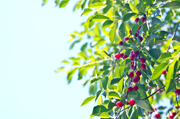 Red cherry on green tree. Blue sky.