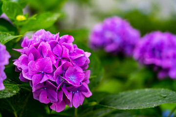 hydrangea flowers with raindrops in rainy season