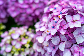 Obraz premium hydrangea flowers with raindrops in rainy season