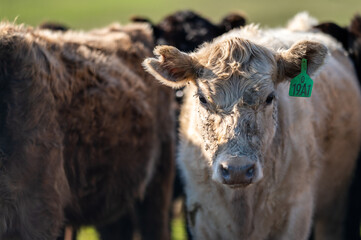Cows eating in a meadow. 