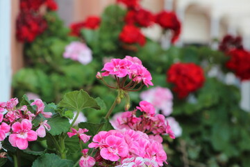 Beautiful Pelargonium plants in front of the door , All make the colors for Italy.Pelargonium plants In pots