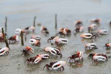 Fiddler Crab ( Uca uruguayensis ) colony in mangrove forest, Indonesia © Heri Mardinal
