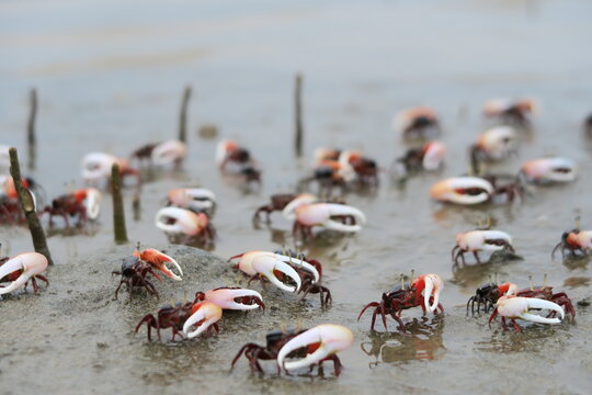 Fiddler Crab ( Uca uruguayensis ) colony in mangrove forest, Indonesia