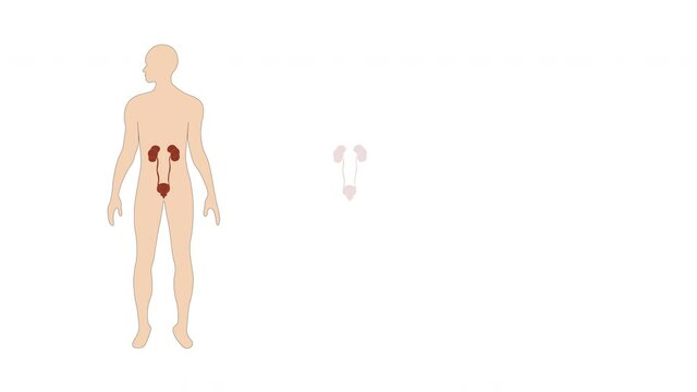 Animation of human Kidney diagram, Kidney of human