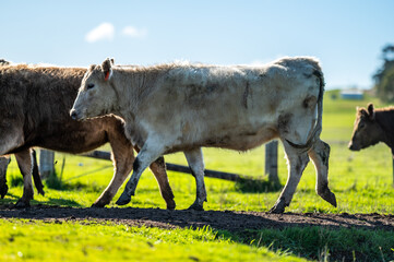 Cows eating in a meadow. 
