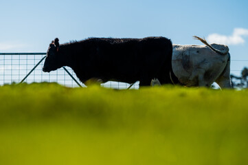 Cows eating in a meadow. 