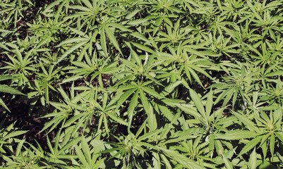 A green field of Cannabis plants.