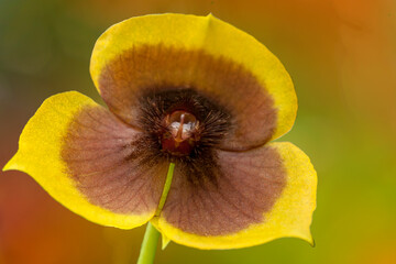 Telipogon costaricensis