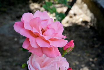 pink rose in the garden