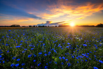 Summer sunset over field covered with cornflowers