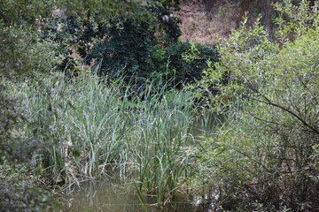 El Pardo, Rio. Manzanares