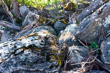 Fototapeta premium moss on stone