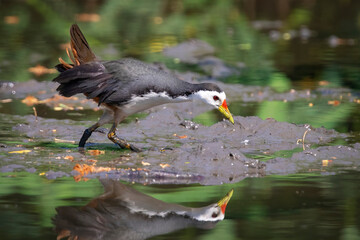 Image of white-breasted waterhen bird(Amaurornis phoenicurus) are looking for food in swamp on nature background. Bird. Animals.