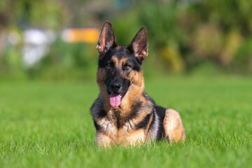 german shepherd dog on grass