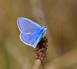 Close up from a blue butterfly photo made in Weert the Netherlands