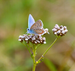 Bue butterfly on a plant outside, photo made in Weert the Netherlands