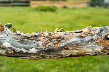 Fototapeta na wymiar Tree bark. Horizontal tree trunk in the forest. fence log, texture