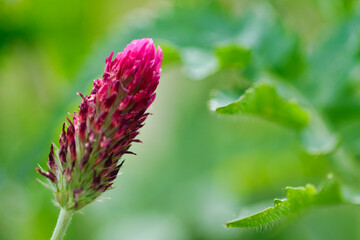 Close up photo from a  crimson clover outside in the garden, made in Weert the Netherlands
