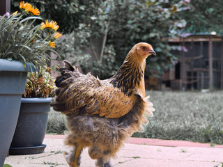 Young Brahma buff columba chicken hen in the garden, photo made in Weert the Netherlands