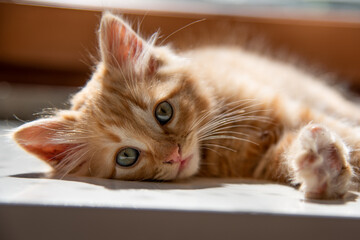 primo piano gatto rosso occhi azzurri