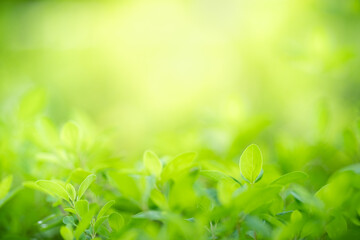 Nature of green leaf in garden at summer. Natural green leaves plants using as spring background cover page greenery environment ecology wallpaper