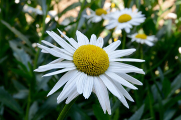 Obraz premium white daisy in the garden